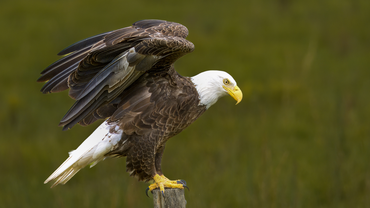 Eagle