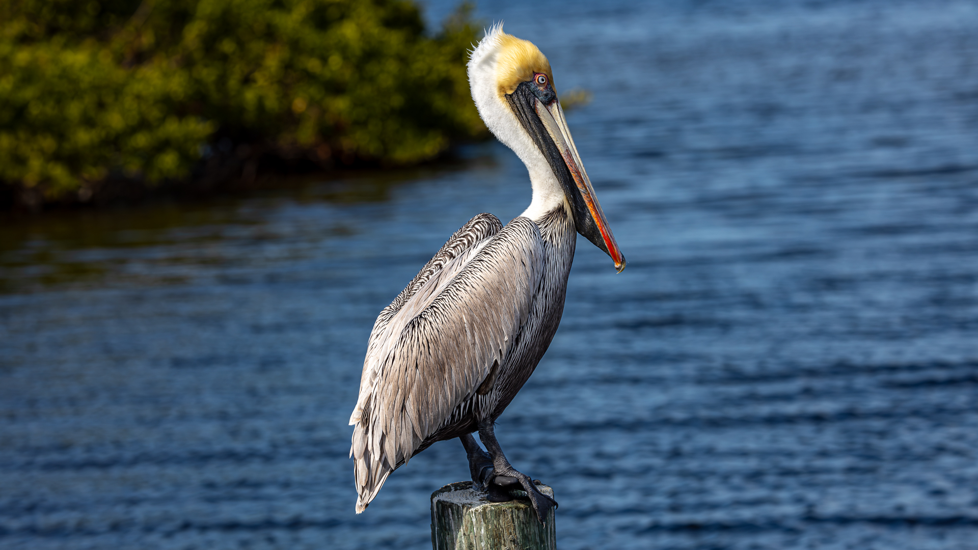 Pelican